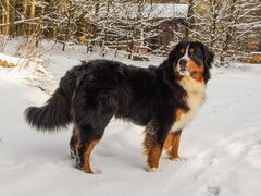 banuk brasil von den bruener hoehen veteran